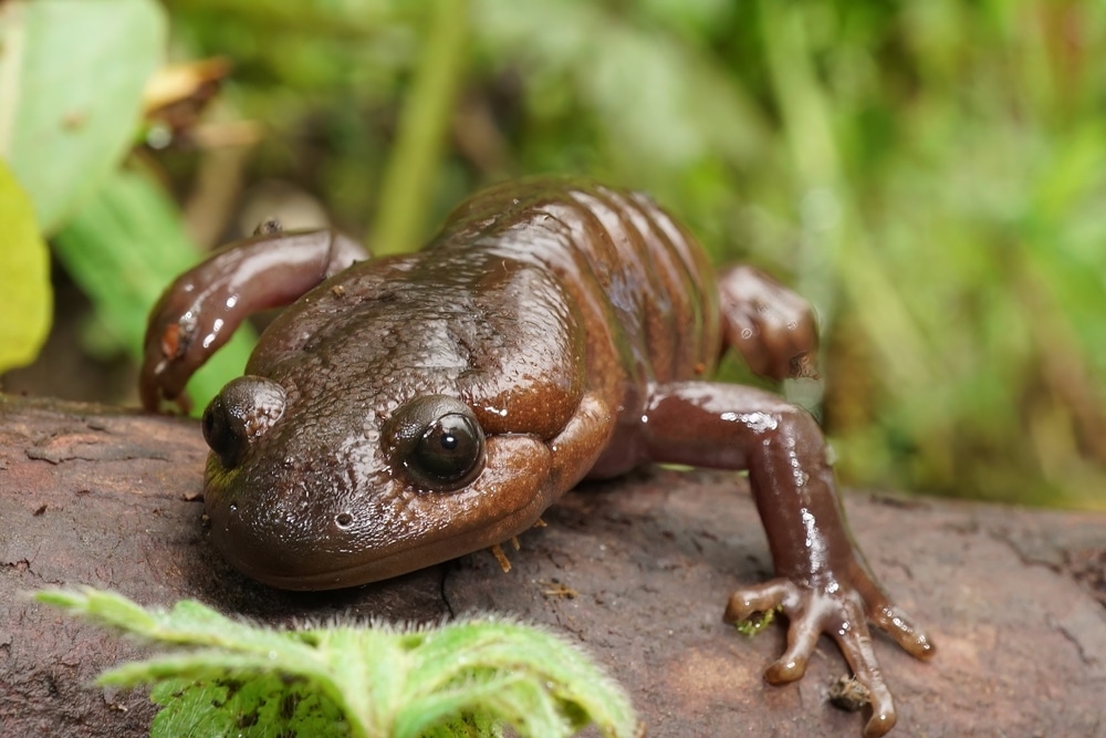 Reptiles & Amphibians in Alaska: Land of NO SNAKES!